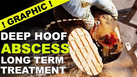 Hoof Abscess Sprays Out The Hoof Gp Youtube