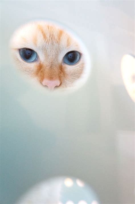 Peek A Boo With Cute Animals 40 Pictures