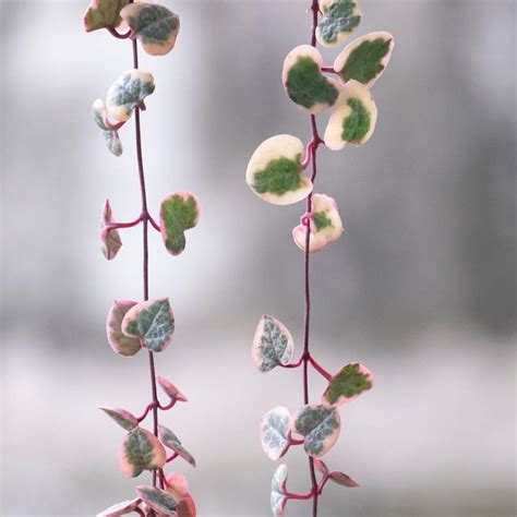 String Of Hearts Variegated Indoor House Plants Succulent Hanging