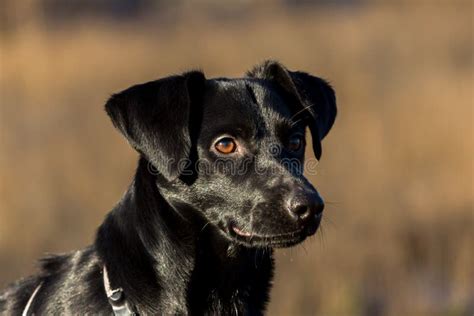Portrait Of Beautiful Small Black Dog Looking Aside Sitting In A