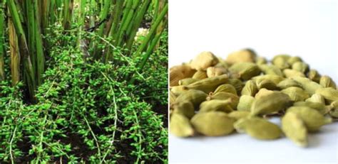 Growing Cardamom Indoors Elachi A Full Guide Gardening Tips