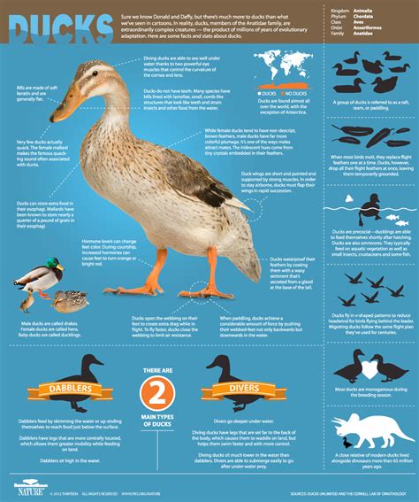 An Original Duckumentary ~ Infographic All About Ducks Nature Pbs