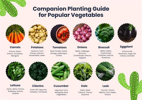 Companion Planting Chart For Popular Vegetables In PDF Illustrator