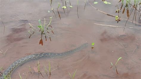 Anaconda And Herping Tours In Bolivia With Nicks Adventures Bolivia