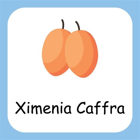 Ximenia Caffra Clip Art With Text Flat Design Education For Kids
