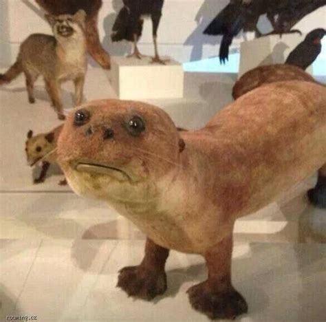 13 Examples Of Taxidermy Gone Terribly Wrong Bad Taxidermy 18 Pics