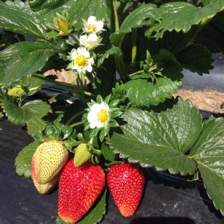 Strawberry picking at Beerenberg Farm just out of Hahndorf - in season ...