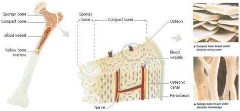 Anatomy Of Spongy Bone