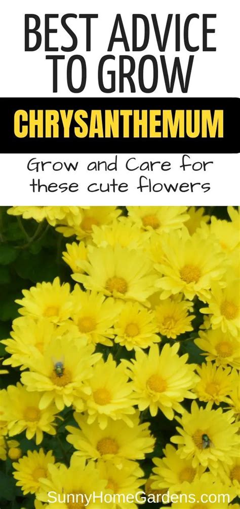 How To Grow And Care For Mums Chrysanthemums In 2020 Caring For