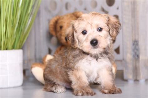 Toto's little pals from oz! Adorable Puppies for Sale in Ohio | Puppies Online