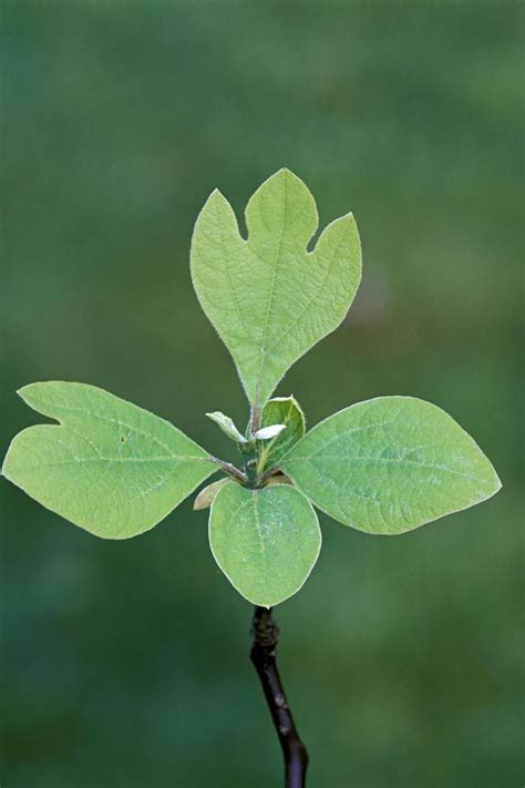 Broadleaf tree identification by a leaf shape key the field guide to trees of britain and europe includes a set of identification keys covering broadleaf and conifer leaves, buds, cones, catkins, flowers, fruit and bark. Understanding Lobed Leaves | Leaf identification, Plant ...