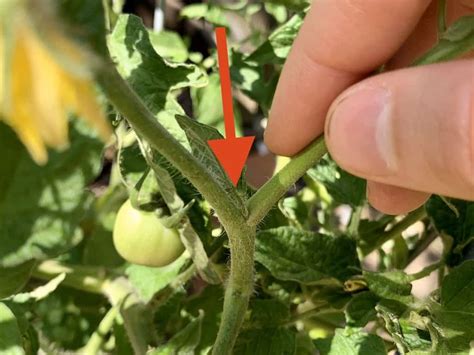 Remove Suckers From Tomato Plants For A Bumper Crop Master Tomato