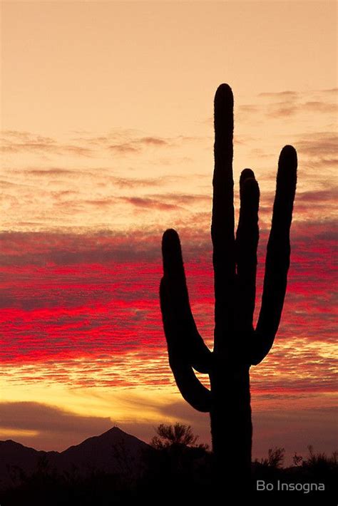 Tequila Sunrise By Bo Insogna Arizona Sunset Sonoran Desert Saguaro