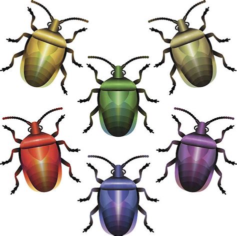 Stink Bug Illustrations Royalty Free Vector Graphics And Clip Art Istock