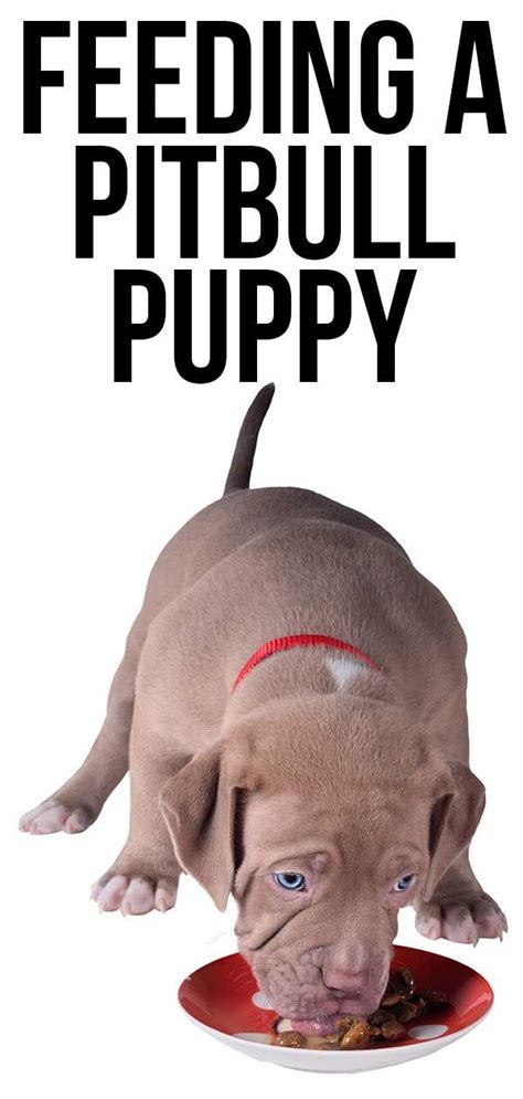 Wet food is also a commercial type of dog food. Feeding a Pitbull Puppy: Schedules, Routines and ...
