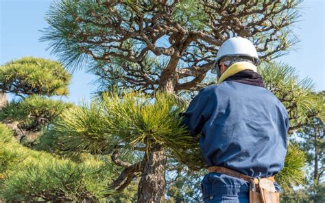 How To Trim A Pine Tree 5 Easy Tips R And R Tree Service