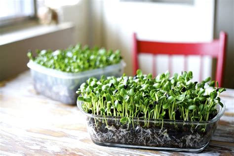Easy 6 Step Guide To Growing Micro Greens At Your Homes And Their Mighty Benefits Jfw Just