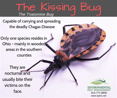 Texas Has 11 Types Of Kissing Bugs And All Carry Deadly Chagas Disease Ph