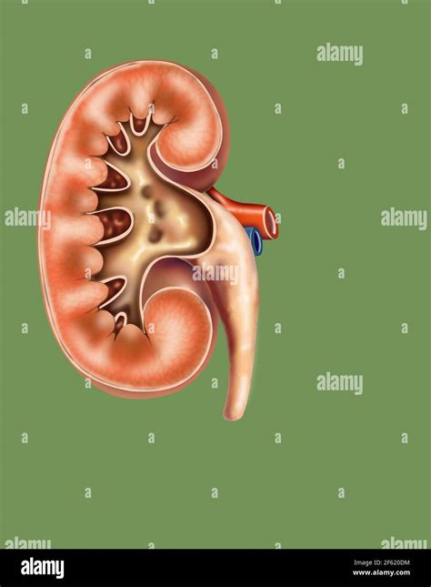 Renal Papillae Hi Res Stock Photography And Images Alamy
