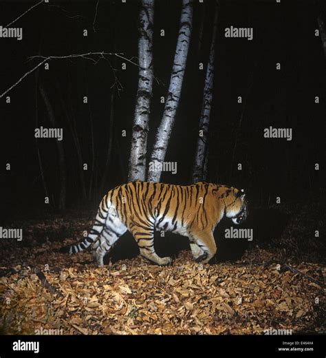 Camera Trap Image Of Wild Siberian Tiger Panthera Tigris Altaica