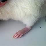 Rat Feet Photos