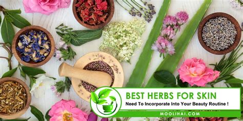 10 Best Herbs For Skin The Full Review