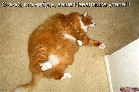 Смешные картинки про кошек с надписями 35 фото Прикольные картинки