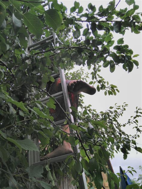 Ein birnbaum in seinem garten stand und kam die. Ein Birnbaum In Seinem Garten Stand / Vonribbeck Instagram ...