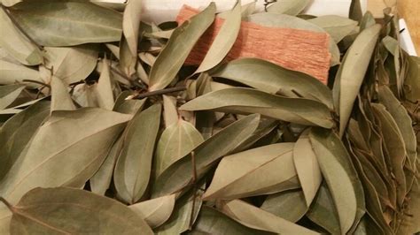 Dried Ceylon Cinnamon Leaves Natural Herbs Spice Etsy