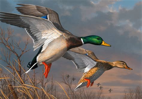 Three Minnesota Brothers Make History At 2015 Federal Duck Stamp Contest