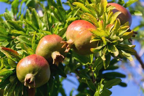 Growing pomegranate is a great way to learn fruits and also teach how to grow this fruit. Pomegranate Fruit Growing on a Tree | Free Stock Photo ...
