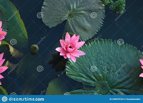 Pink Lotus Flower Or Water Lily Floating On The Water Stock Photo