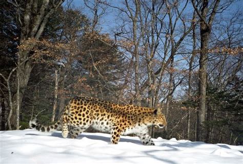 Amur Leopard Habitat Where Do Amur Leopards Live