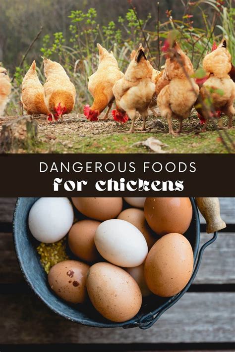 What Can't Chickens Eat? • Longbourn Farm