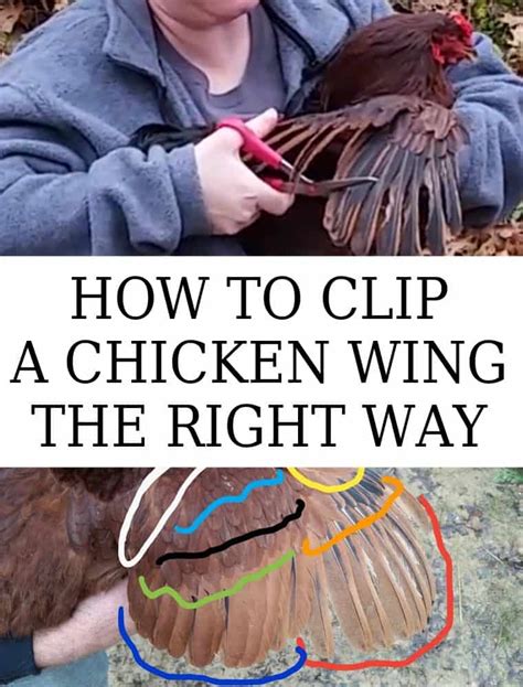How To Clip Chickens Wings The Right Way New Life On A Homestead