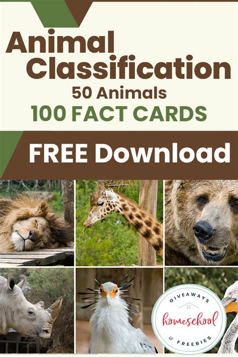 Animal Classification Chart Printable And Fact Cards