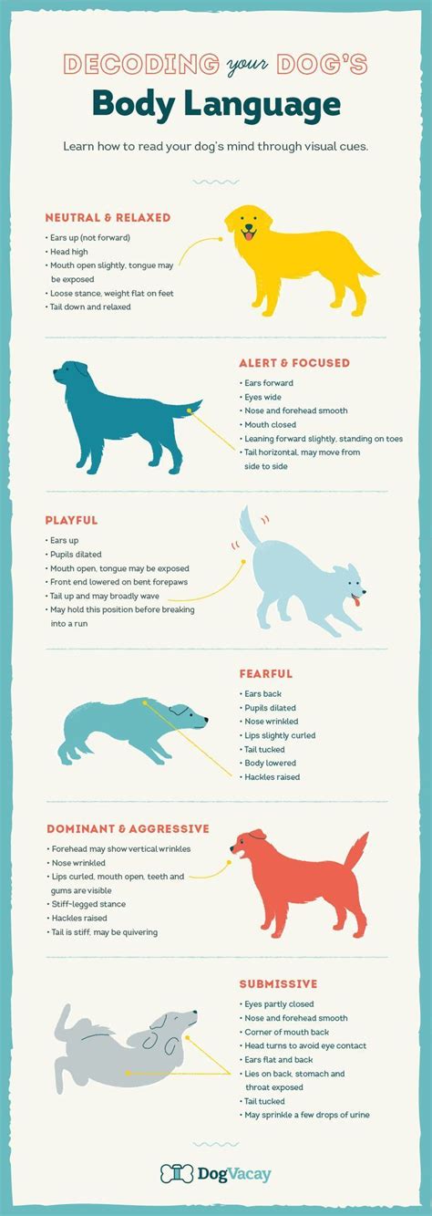 Learn How To Read Your Dogs Mind Through Visual Cues And Use Your