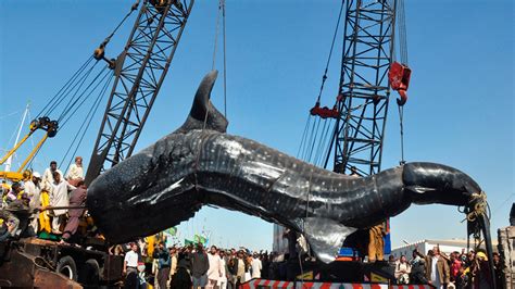 Gigantic Whale Shark Found In Arabian Sea