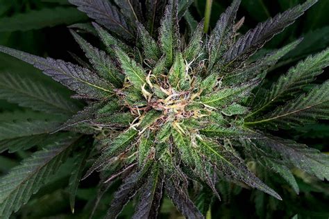 CBN: This Unique Cannabinoid Could Help You Sleep