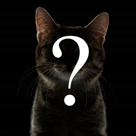 Question Mark Cat Stock Photos Pictures And Royalty Free Images Istock