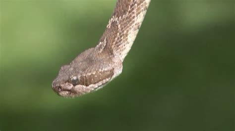 Experts Warn Of Rise In Snake Sightings As Weather Warms Up