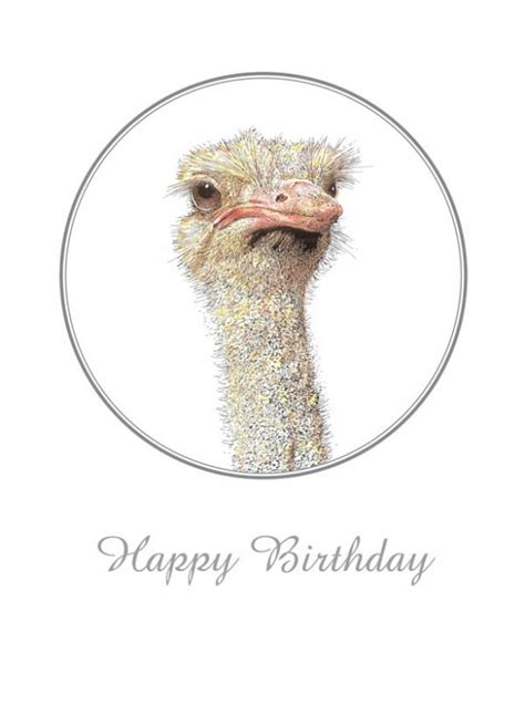 Ostrich Birthday Card Jinnee Bears Of Exeter