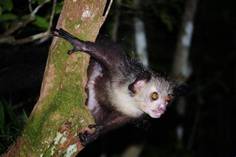 Aye Aye Lemur Daubentonia Madagascariensis Island Of Mad Flickr