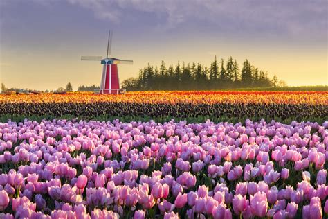 Windmill Surrounded By A Field Of Colorful Tulips 4k Ultra Hd Wallpaper