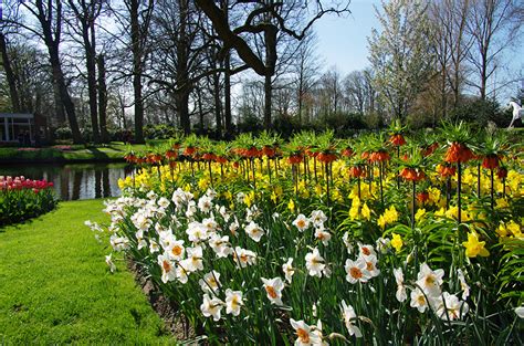 Fonds Decran Pays Bas Parc Printemps Narcissus Fritillaria Keukenhof