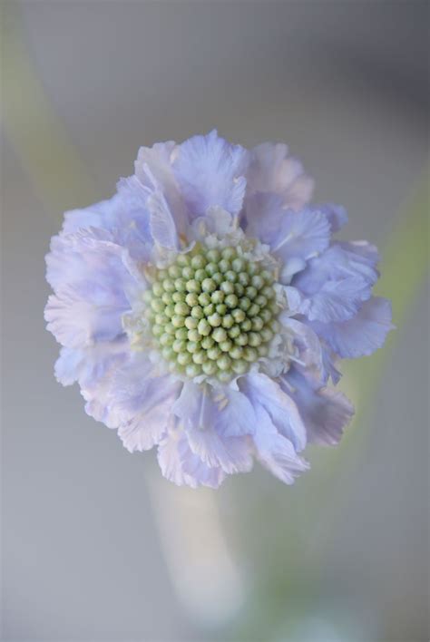 The Sweetest Lavender Scabiosa With Intricate Details In The Center And