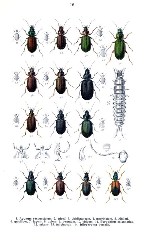 Tafel16 3084×4884 Bugs And Insects Insect Identification Art