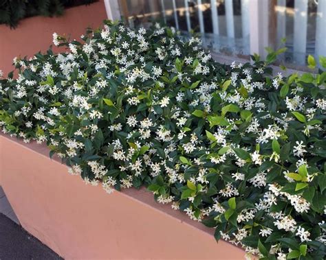 Image Result For Trachelospermum Jasminoides Confederate Jasmine