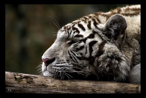 the white tiger II by creativegrafix on DeviantArt