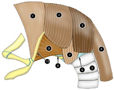 Pharyngeal Muscles Diagram Quizlet